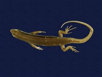 藏品(印度蜓蜥)的圖片